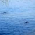 1-DSC_6820.JPG
