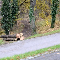 Erste Bäume am Neckarhang gefällt (21.11.2016)