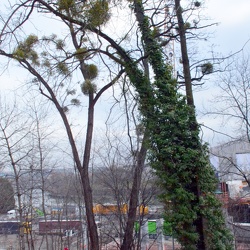 Bäume am Hang des FFH Rosensteinparks frisch markiert (12.01.2018)